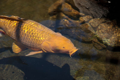 Close-up of fish swimming in aquarium