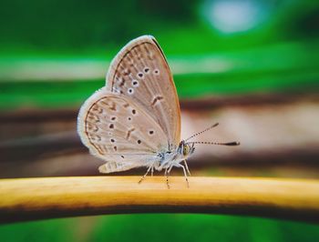 Close-up of butterfly