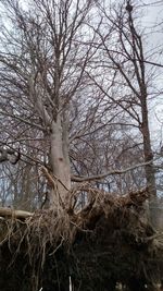 Bare trees in winter