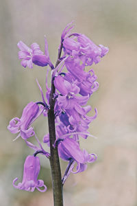 Close-up of purple flowering plant