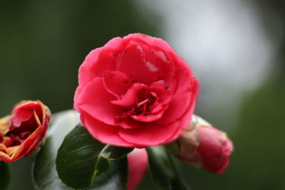 Close-up of red flowers blooming outdoors