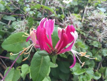 Close-up of pink flowers