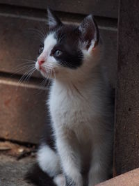 Close-up of cat sitting outdoors