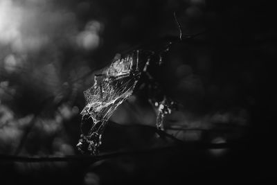 Close-up of frozen plant