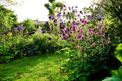 Purple flowering plants in garden