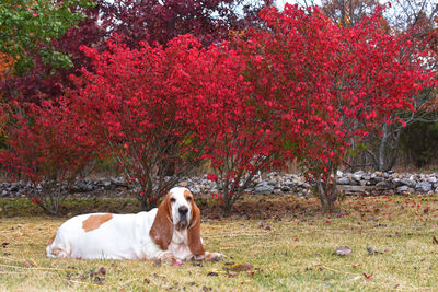 Dog on field