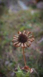 Close-up of wilted flower on field