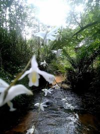 Close-up of water drops on plants