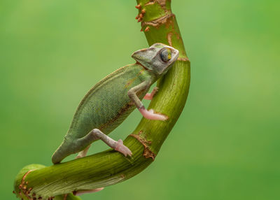 Close-up of lizard