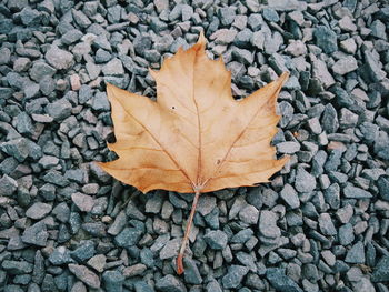 High angle view of maple leaf fallen on cobblestone