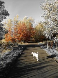 White dog in park during autumn