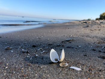 Surface level of seashells on beach against sky