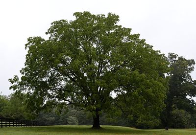 Trees in grass