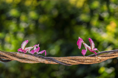 Close-up of pink flowering plant