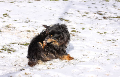 Black dog in a snow