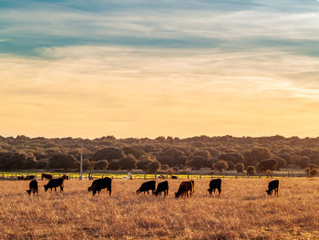 Horses grazing in a field