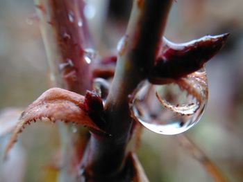 Close-up of plant