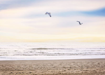 Seagull flying over beach against sky