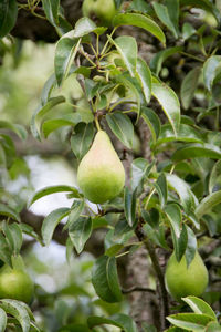 Close-up of apples on tree