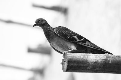 Close-up of bird perching on wood