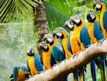 Low angle view of macaws perching on branch