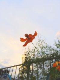 Close-up of flower against sky at sunset