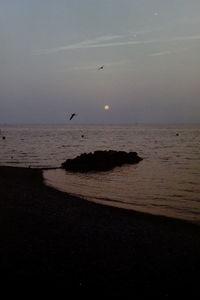 View of birds on beach against the sky