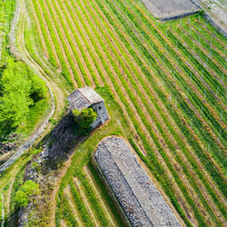 High angle view of agricultural field