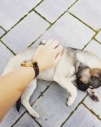 High angle view of hand with dog on footpath