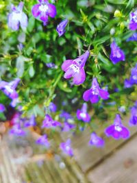 Close-up of purple flowering plants in park