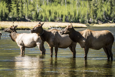 Side view of animals in water