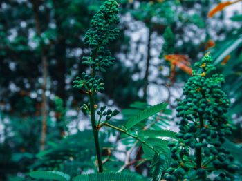Close-up of fresh green plant