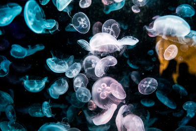 Close-up of jellyfish in sea