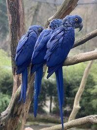 Close-up of bird perching on tree