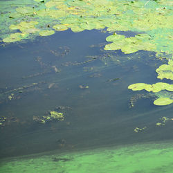 High angle view of leaves floating on lake