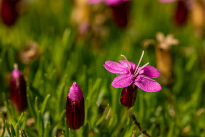 Close-up of purple crocus flower