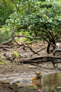 Cat in a forest