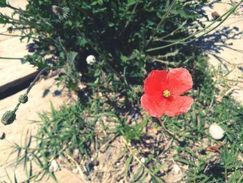 Close-up of red flower blooming on tree