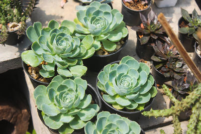 High angle view of succulent plants