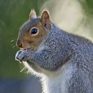 Close-up of squirrel eating