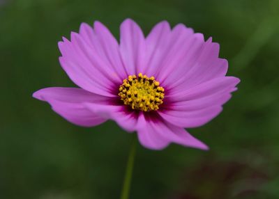 Close-up of cosmos flower blooming outdoors