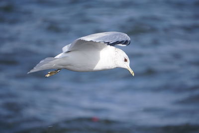 Close-up of seagull flying over lake