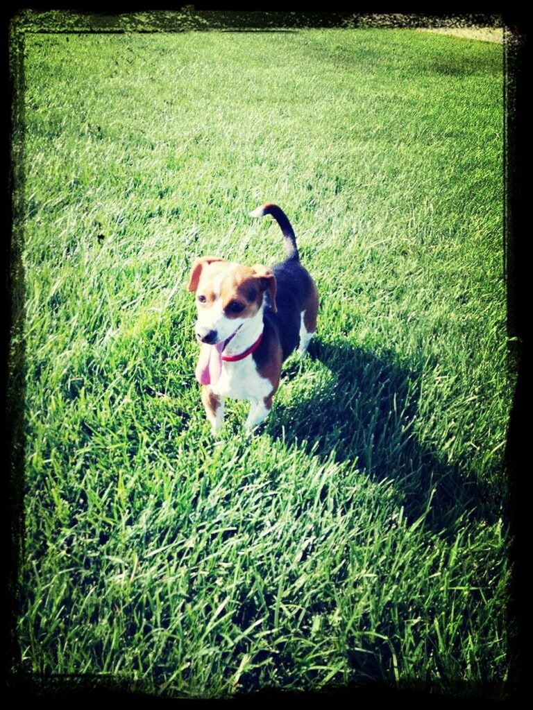 domestic animals, pets, dog, mammal, animal themes, grass, one animal, transfer print, field, grassy, auto post production filter, green color, portrait, pet collar, looking at camera, growth, outdoors, full length, day, no people