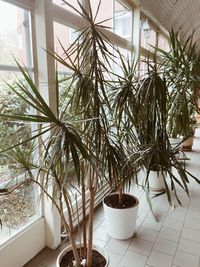 Close-up of potted plant on window sill