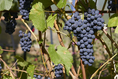 Close-up of grapes growing in vineyard