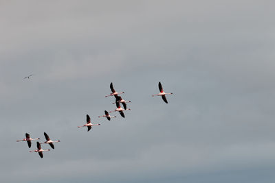 Flamingos flying in the sky in namibia