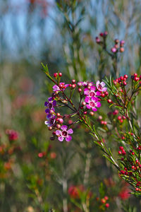 Close-up of pink flowering plant