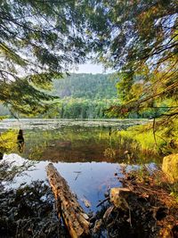 Scenic view of lake by trees in forest