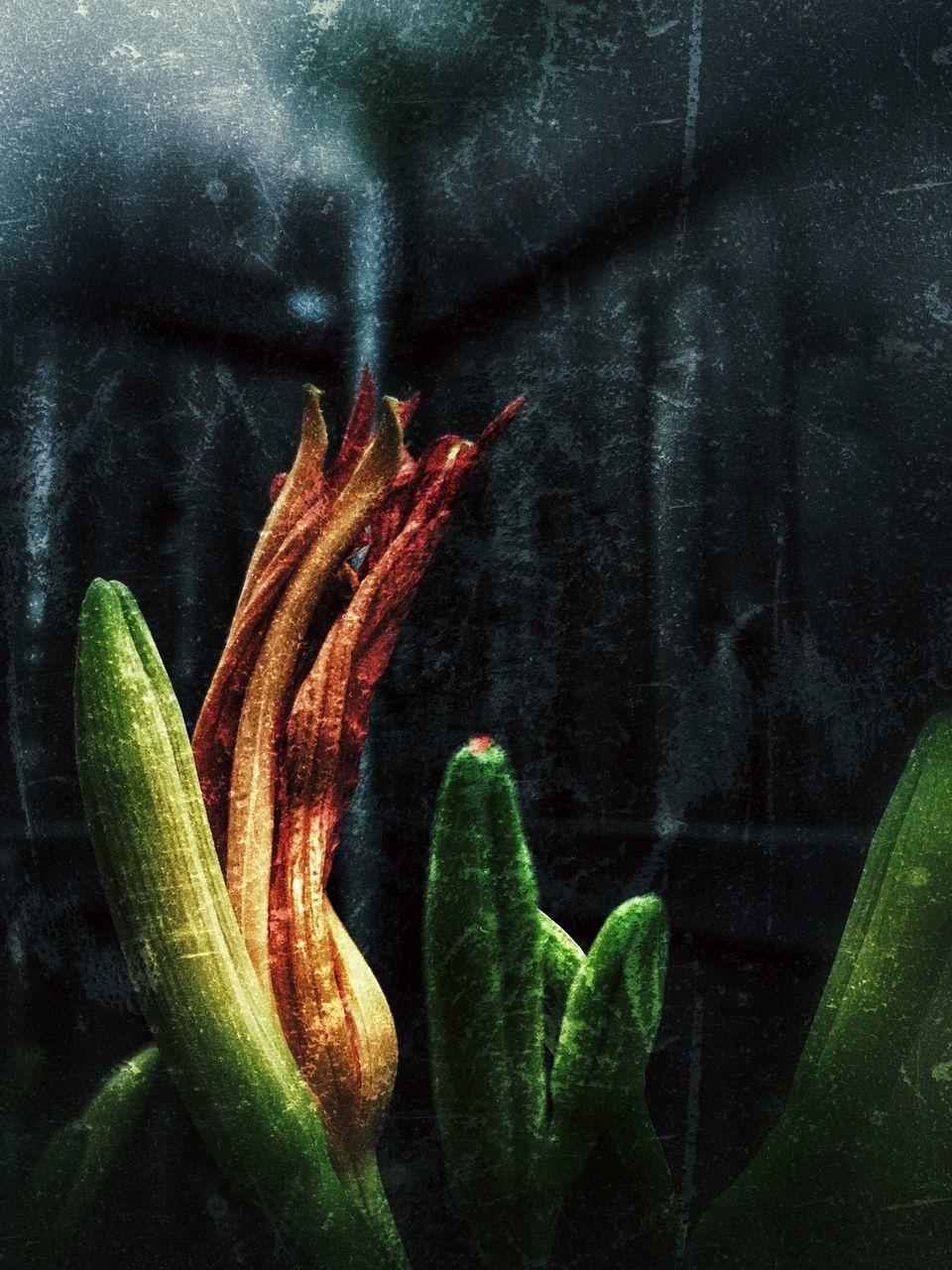 CLOSE-UP OF FRESH GREEN CHILI PEPPER