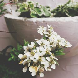 Close-up of white flowering plant